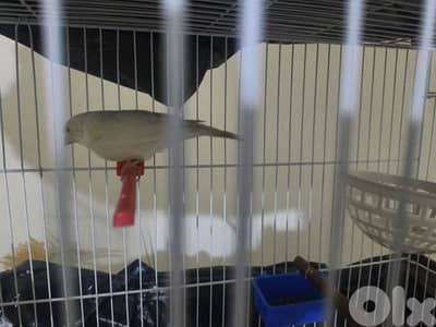 كنار انثى اغات