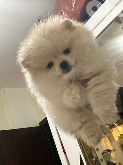 male super high quality teacup toy face 70993656