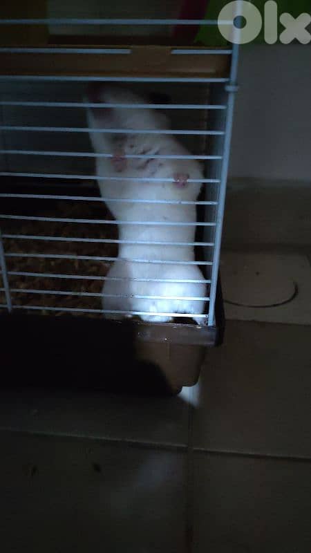 hamster 3
