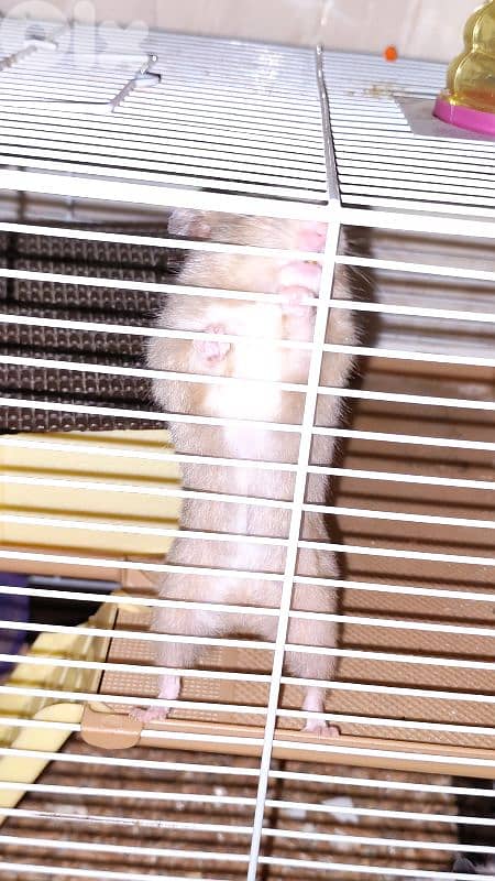 hamster 4