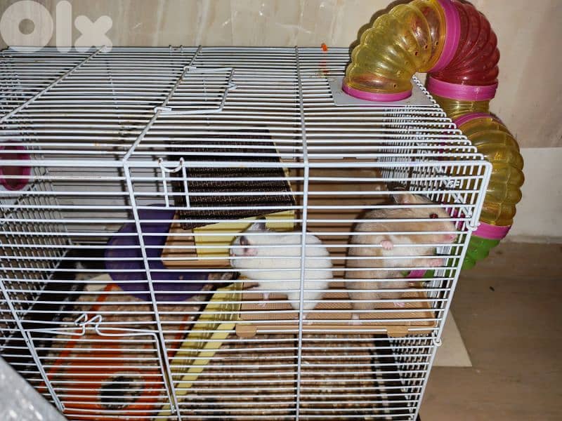 hamster 8