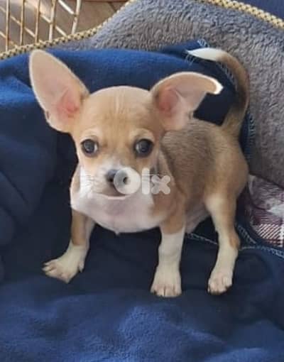 chihuahua puppy for sale