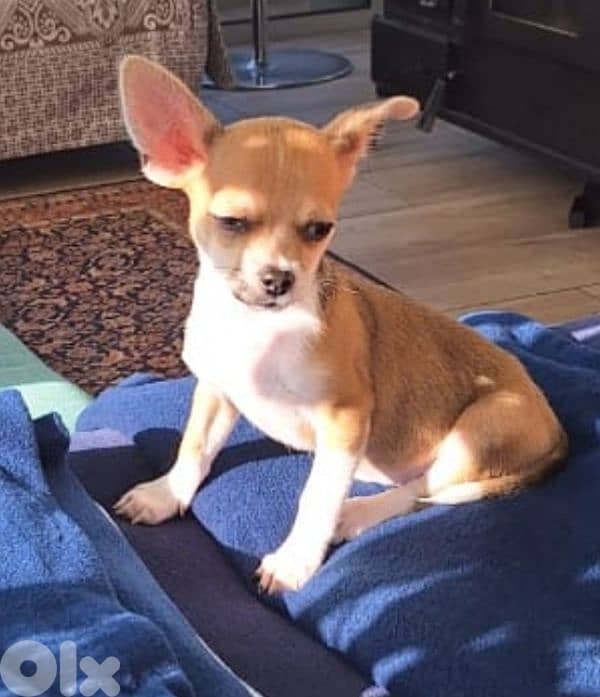 chihuahua puppy for sale 2