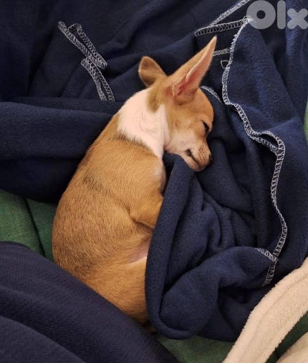 chihuahua puppy for sale 3