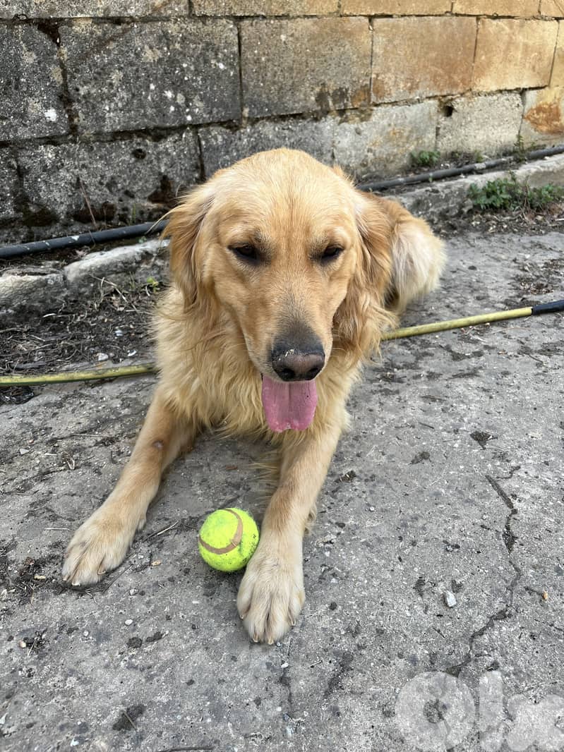 2 Years old Golden Retriever for ADOPTION - 71018262 2