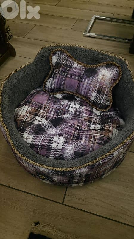 chihuahua puppy for sale 4