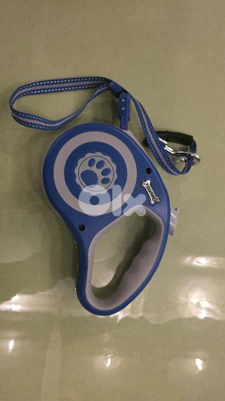 chihuahua puppy for sale 6