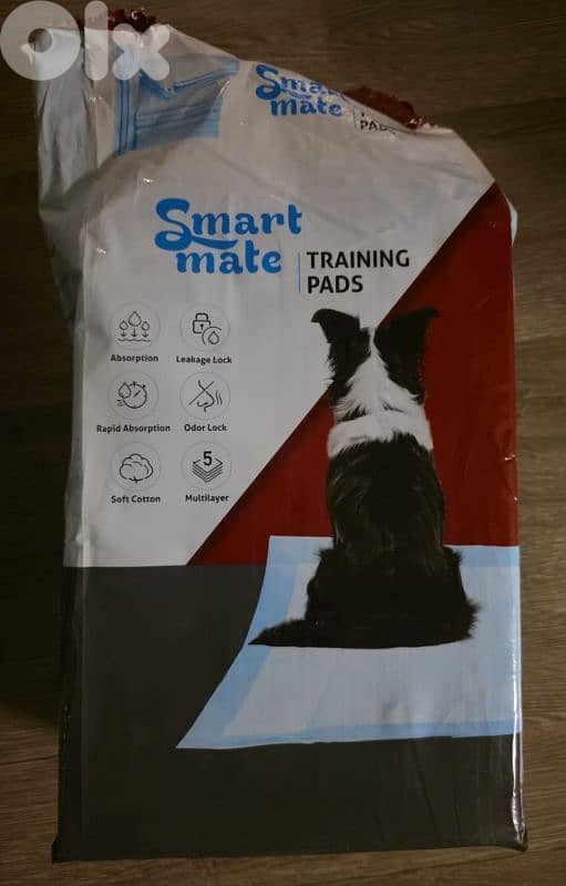 chihuahua puppy for sale 8