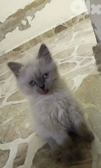 تيرو اخر البركات