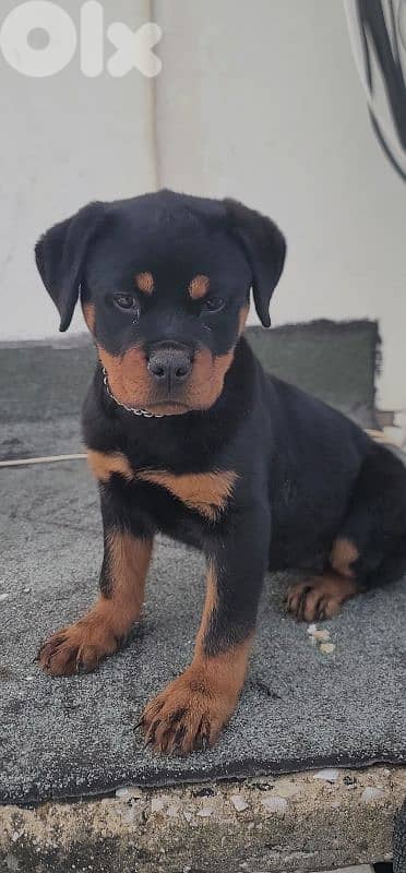 rottweiler serbian
