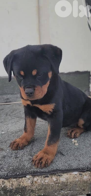 rottweiler serbian 1