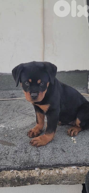 rottweiler serbian 2
