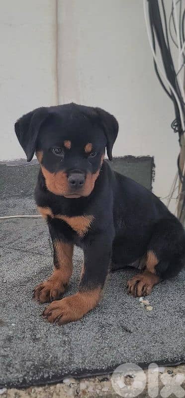 rottweiler serbian 4