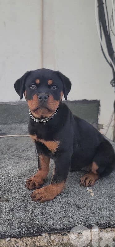 rottweiler serbian 5