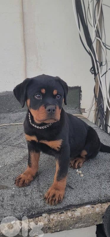 rottweiler serbian 6