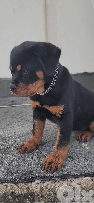 rottweiler serbian 7