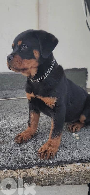 rottweiler serbian 8