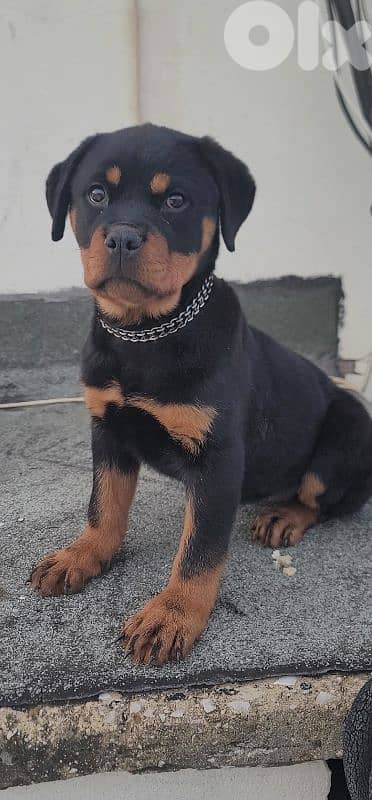 rottweiler serbian 9
