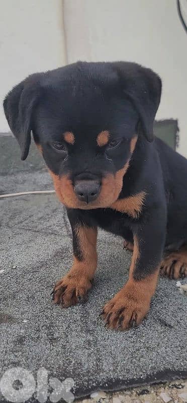rottweiler serbian 10