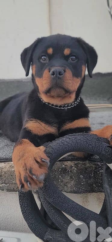 rottweiler serbian 11