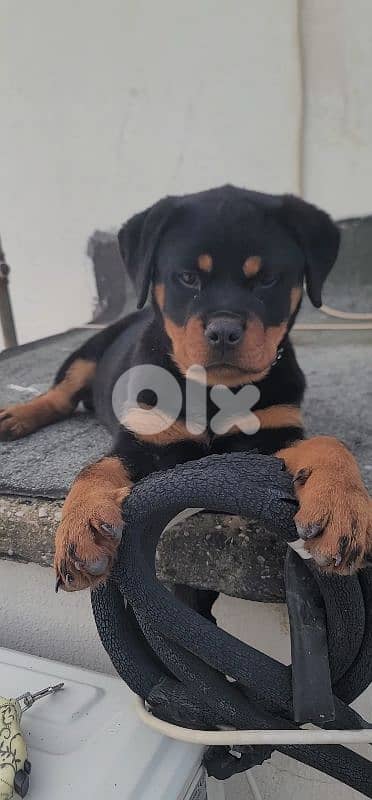 rottweiler serbian 12