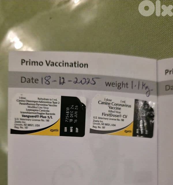 chihuahua puppy for sale 9