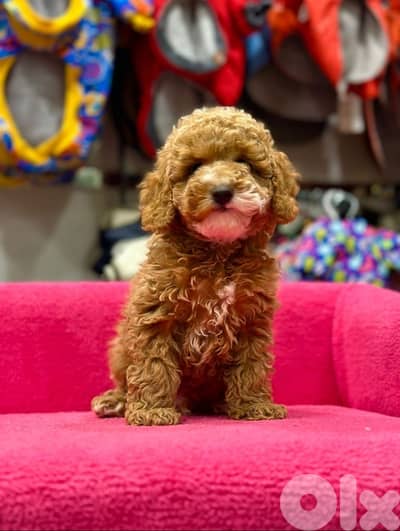 REAL imported toy poodle/stays small