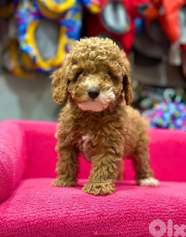 REAL imported toy poodle/stays small 1