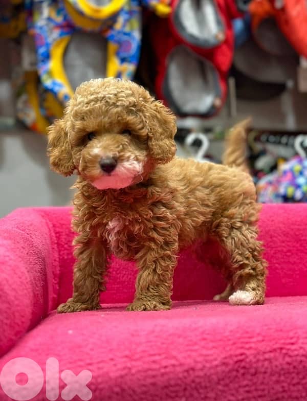 REAL imported toy poodle/stays small 2