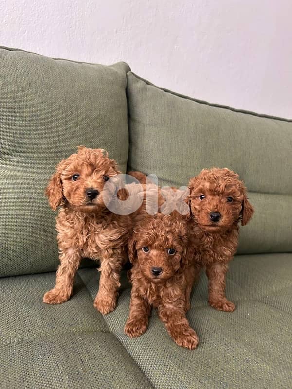 REAL imported toy poodle/stays small 3