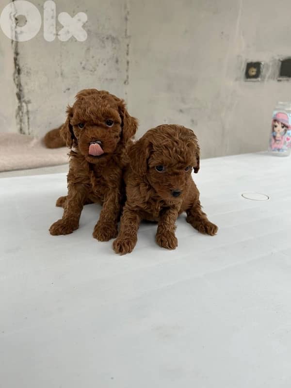 REAL imported toy poodle/stays small 4