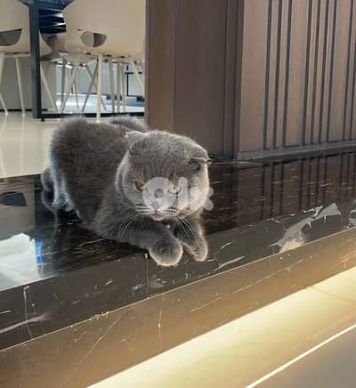 female cat for mating - للتزاوج