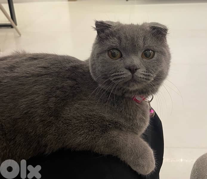 female cat for mating - للتزاوج 1