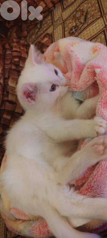 عين الرماني  بيروت