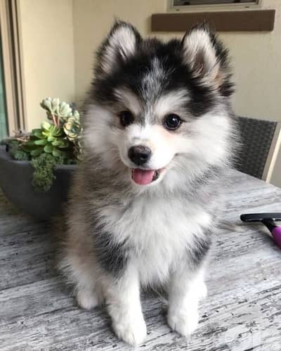 Beautiful Siberian Husky available