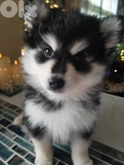 Siberian Husky puppy available in store & Delivery