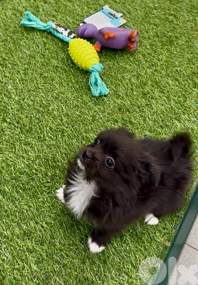 Small Loulou available in store & delivery