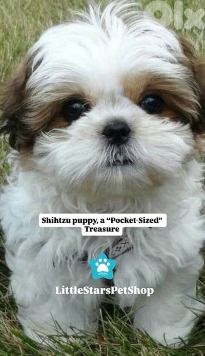 Small ShihTzu puppy available in store & delivery
