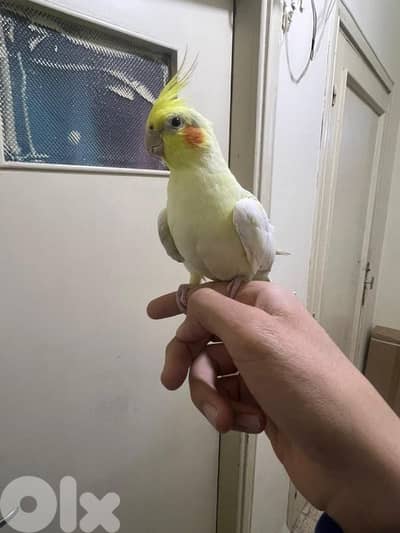 karawan latino  veryy friendly