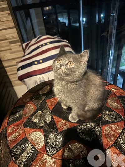 scottish fold kitten