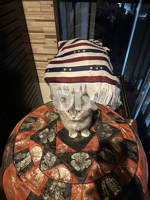 scottish fold kitten 1