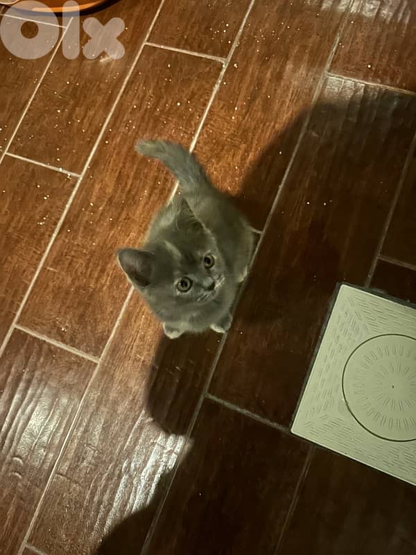 scottish fold kitten 2