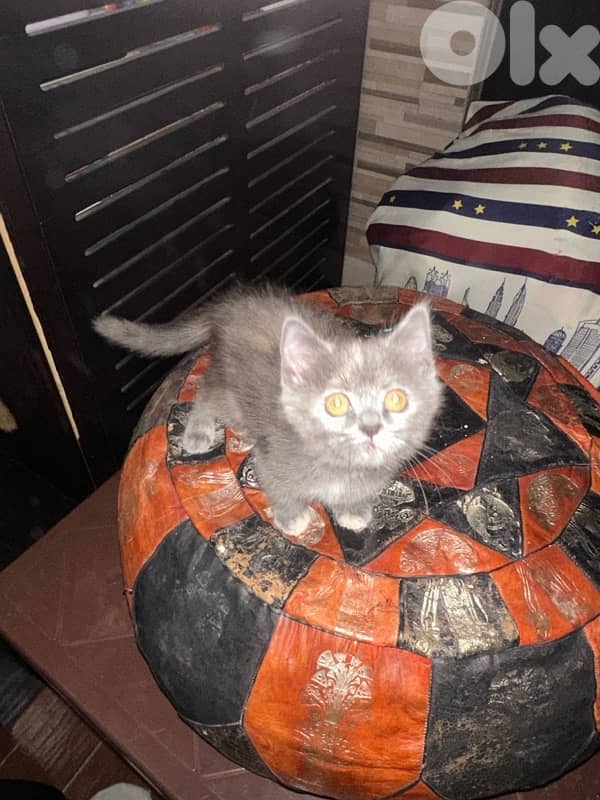 scottish fold kitten 3