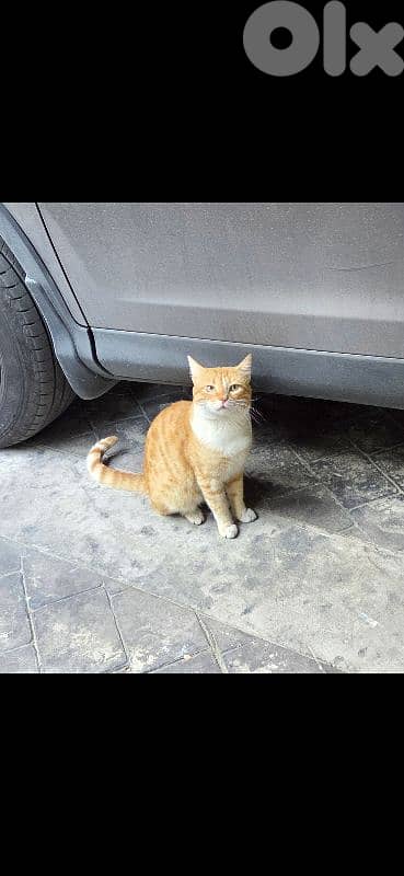 Loving cat for adoption