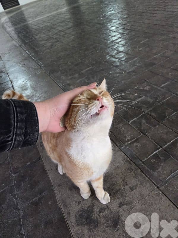 Loving cat for adoption 1