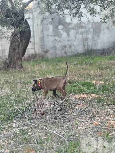 milinios puppy female