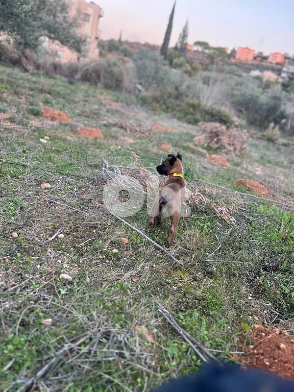 milinios puppy female 1