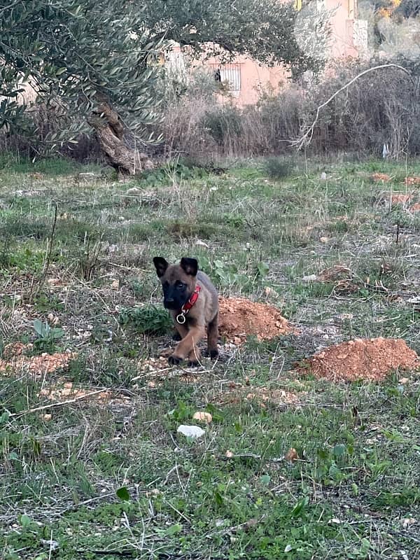 milinios puppy female 2