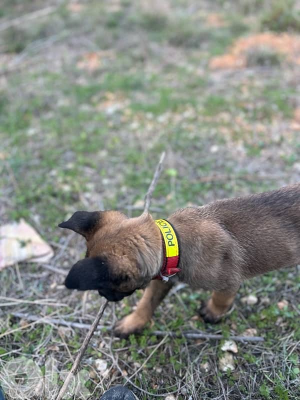 milinios puppy female 3