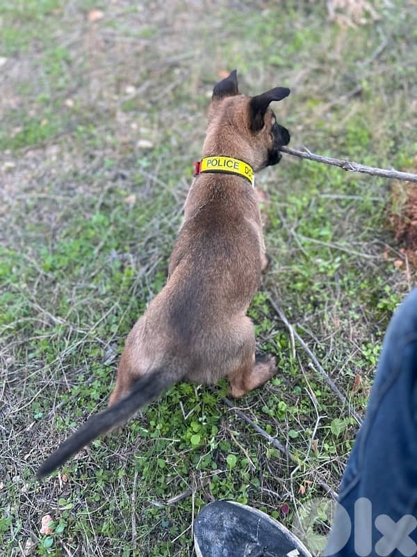 milinios puppy female 4